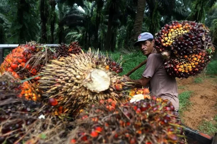 Ilustrasi Perkebunan sawit