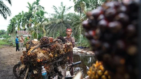 Ilustrasi petani sawit (Dok : Ist).