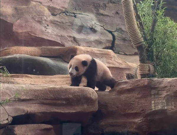 Taman Safari Indonesia resmi memperkenalkan Rio, anak panda raksasa pertama yang lahir di Indonesia (Dok : Ist).