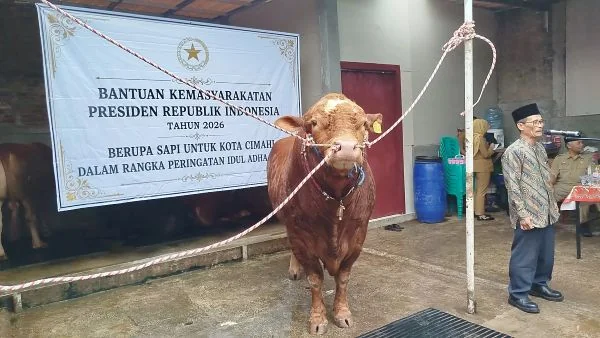 Sapi kurban dari Presiden Prabowo (Dok : Int).