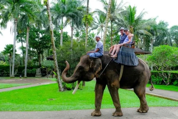 Ilustrasi atraksi gajah tunggang (Dok : Int).