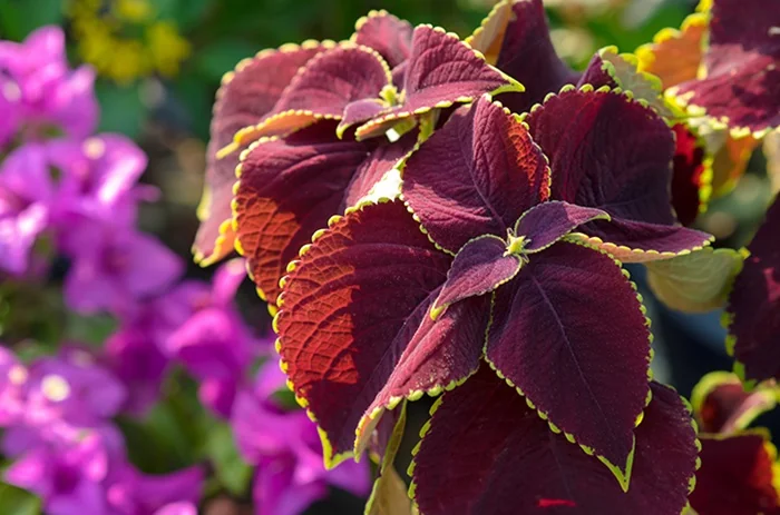 Bulunangko atau Daun Miana, jenis Coleus leaves in nature. DOC: (INT).