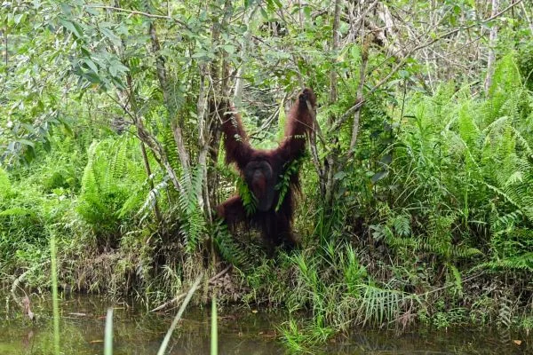 Orang utan di kawasan konservasi Samboja Lestari, Kabupaten Kutai Kartanegara (Kukar), Kalimantan Timur (Dok : Ist).