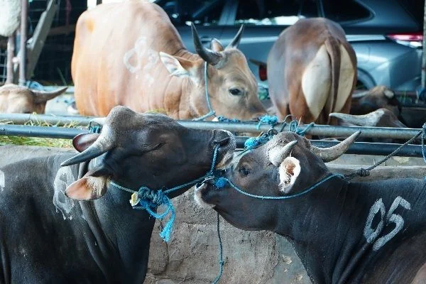 Ilustrasi sapi di RTH (Dok : Int).