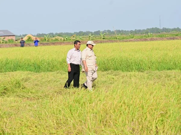 Presiden Prabowo Subianto dan Mentan Amran saat panen raya di Merauke (Dok : Ist)