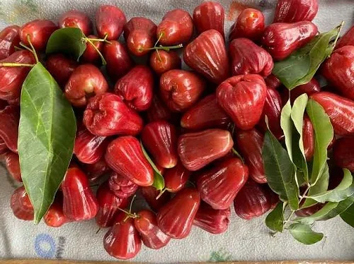 Ilustrasi Jambu Air. (Foto: Int).