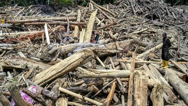 Kayu glondongan yang terbawa banjir di Sumut (Dok : Int).