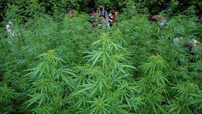 Polisi menemukan dua ladang ganja yang siap panen dalam kurun waktu seminggu terakhir di wilayah Taman Nasional Bromo Tengger Semeru (TNBTS), Jawa Timur./Ist