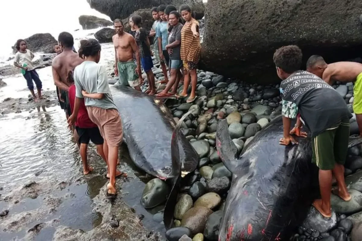 Sejumlah paus pilot terdampar di pesisir pantai di Alor, NTT. /Ist