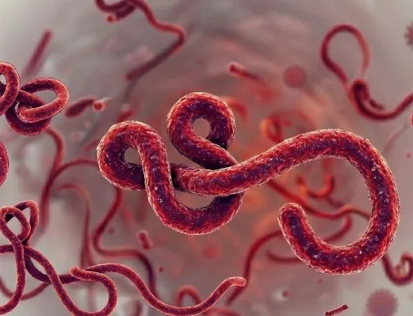 Ilustrasi Ebola (Dok : Int).