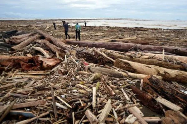 Gelondongan kayu yang terbawa arus banjir bandang di Sumatra (Dok : Int).